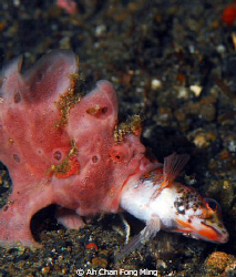 Lunch time. Lembeh Indonesia by Ah Chan Fong Ming 